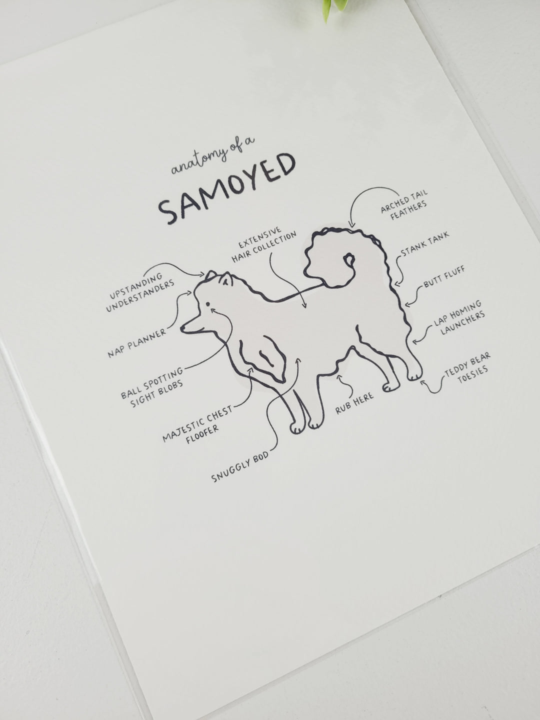 Pamplemoose Design, Dog Anatomy Prints