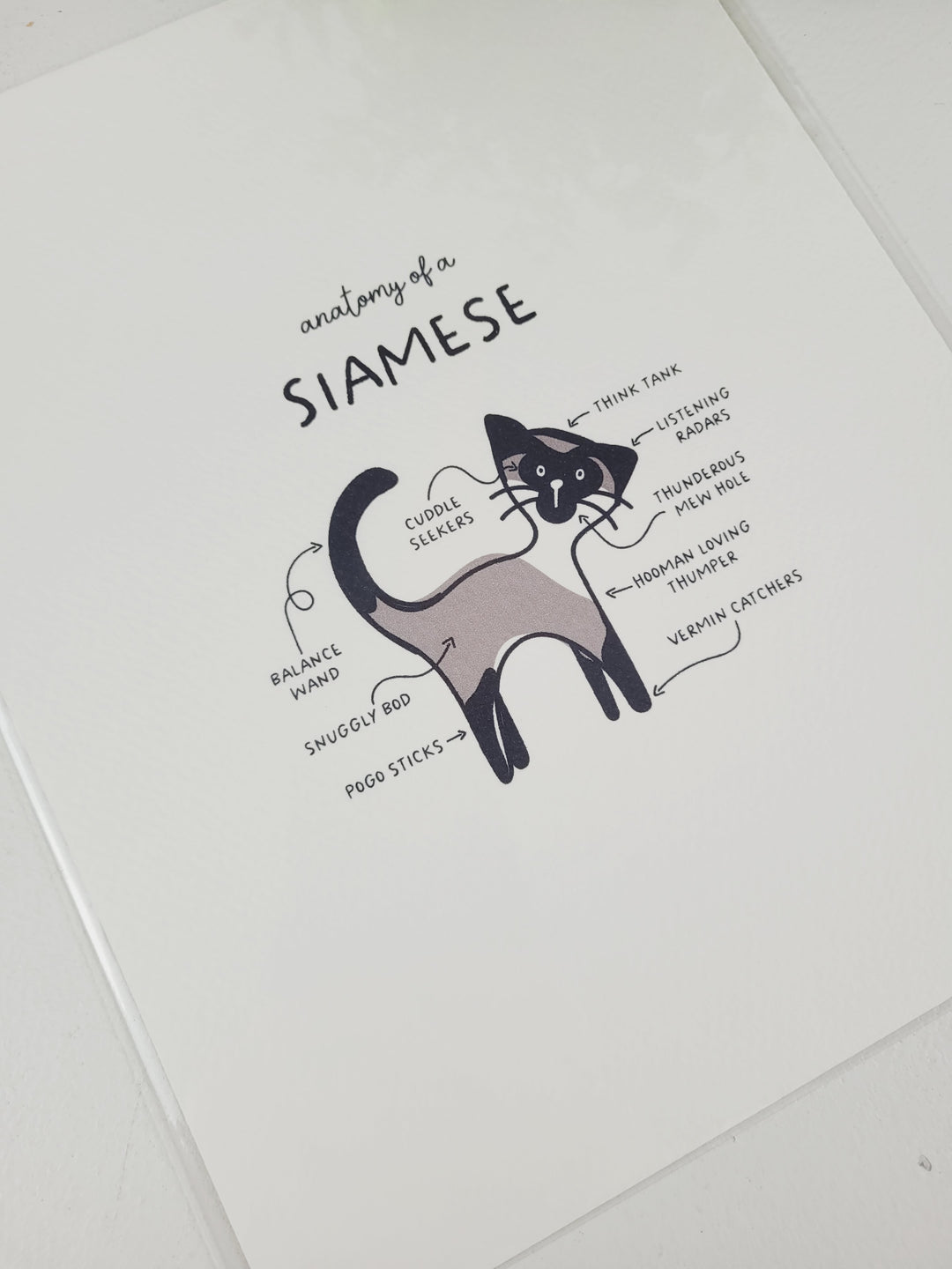 Pamplemoose Design, Cat Anatomy Prints