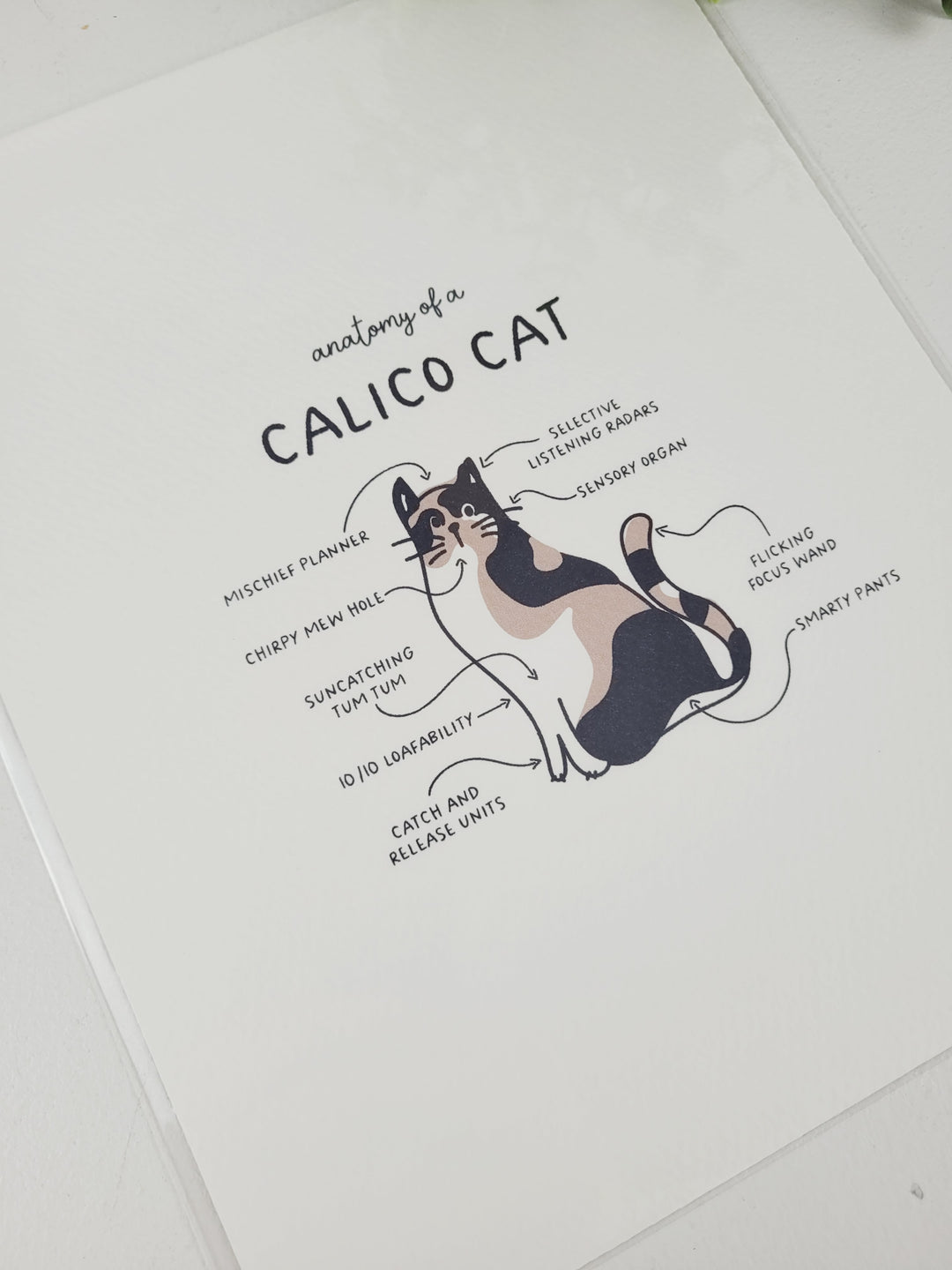 Pamplemoose Design, Cat Anatomy Prints