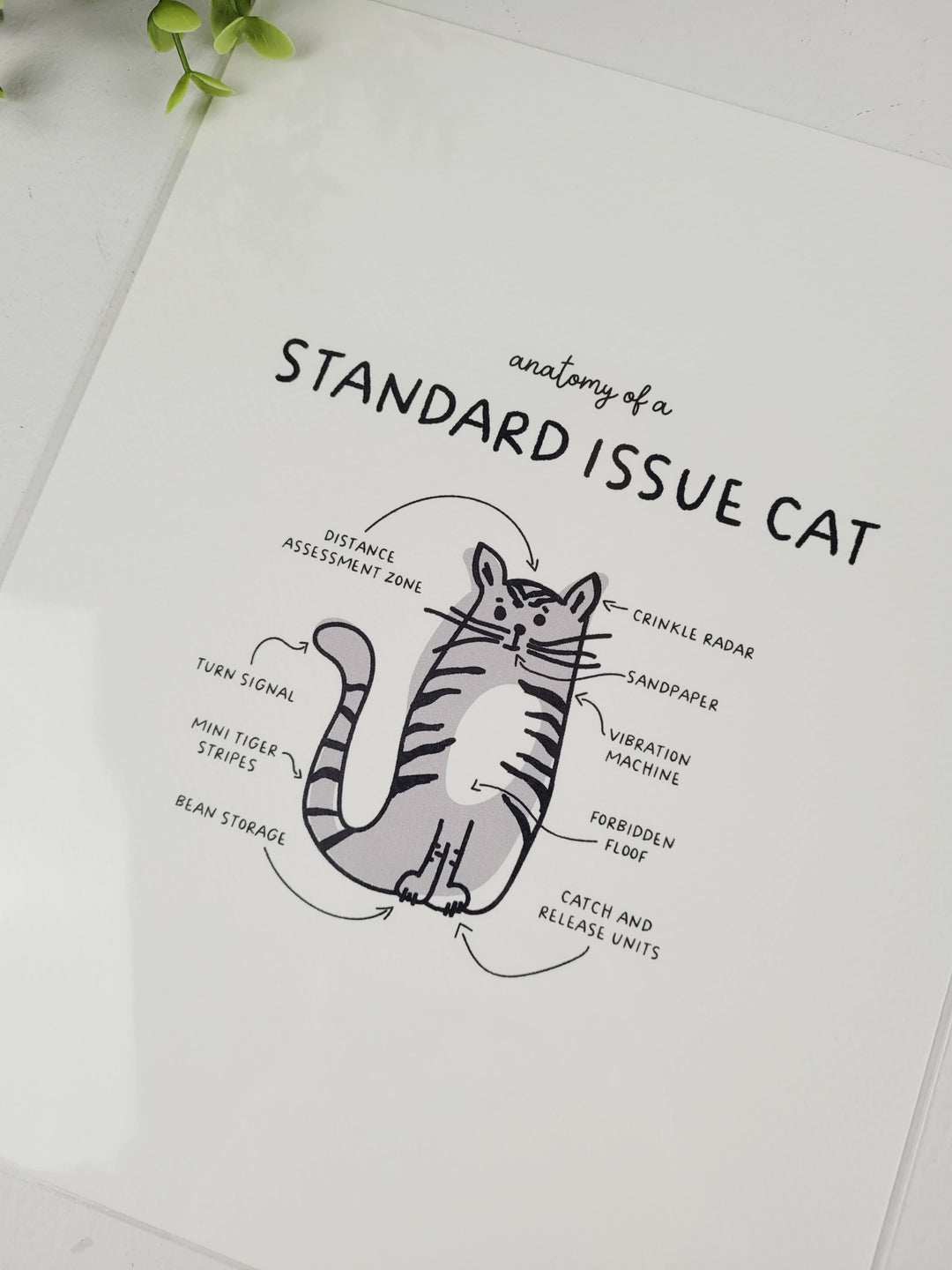 Pamplemoose Design, Cat Anatomy Prints