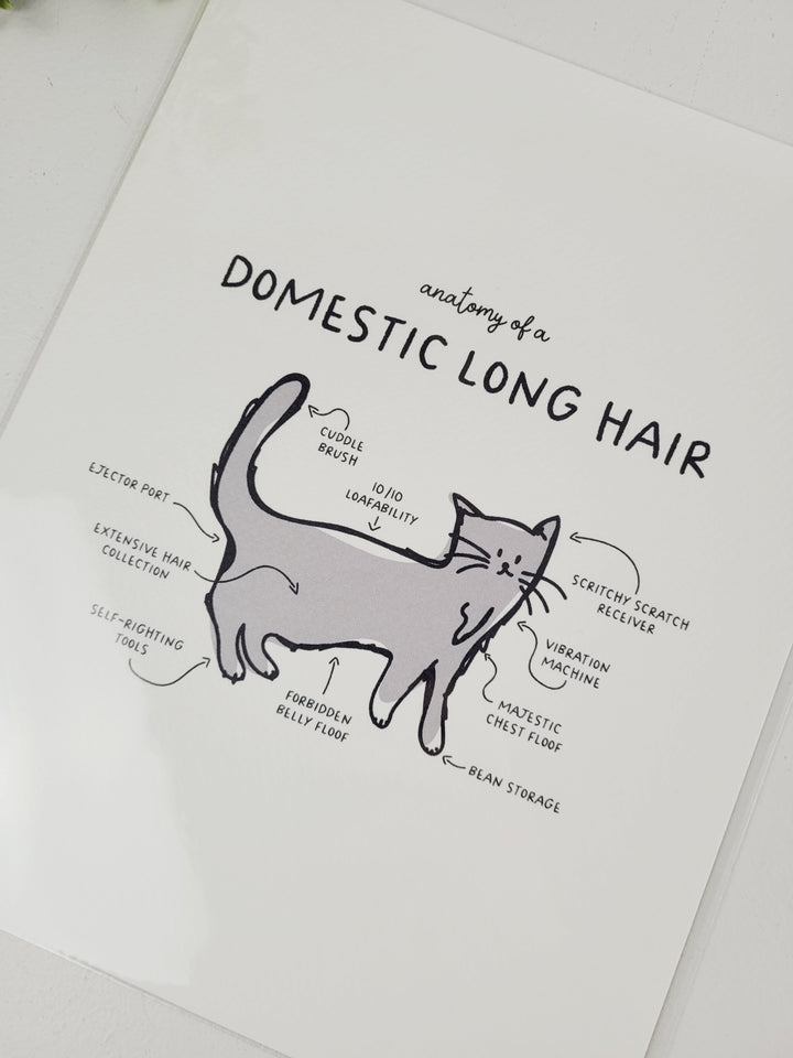 Pamplemoose Design, Cat Anatomy Prints