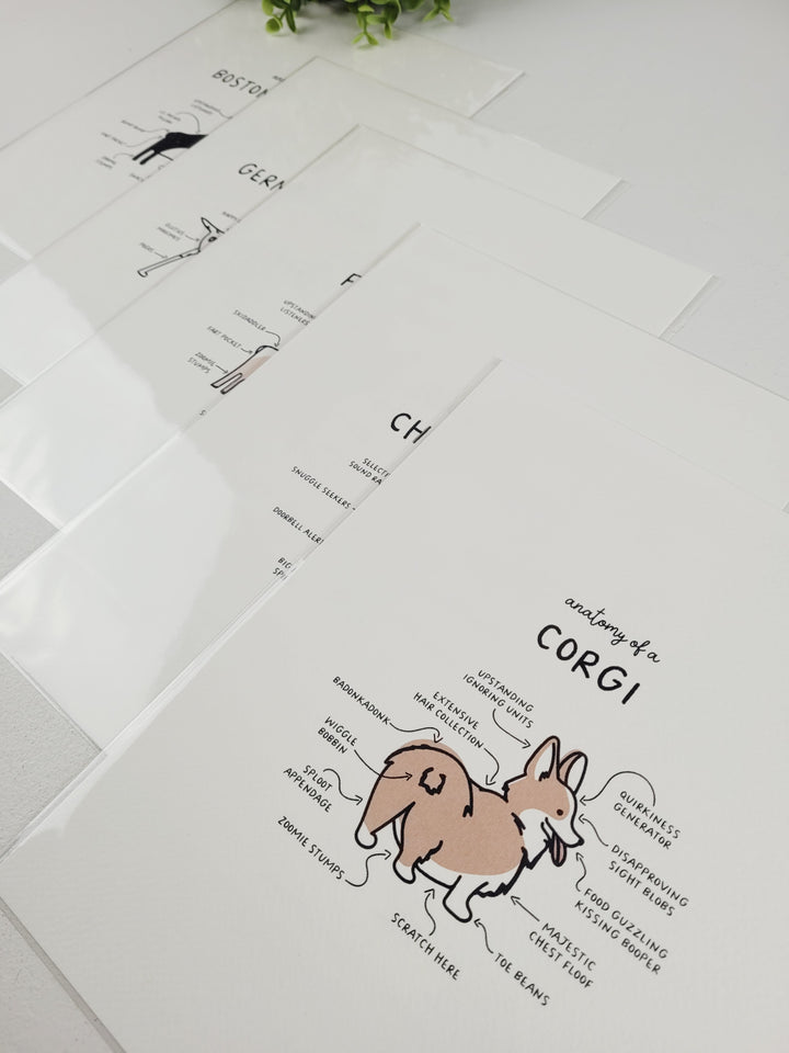 Pamplemoose Design, Dog Anatomy Prints