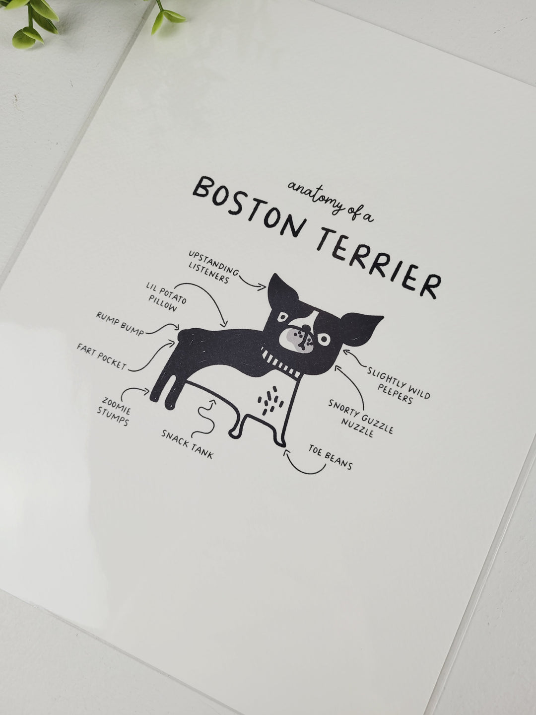 Pamplemoose Design, Dog Anatomy Prints